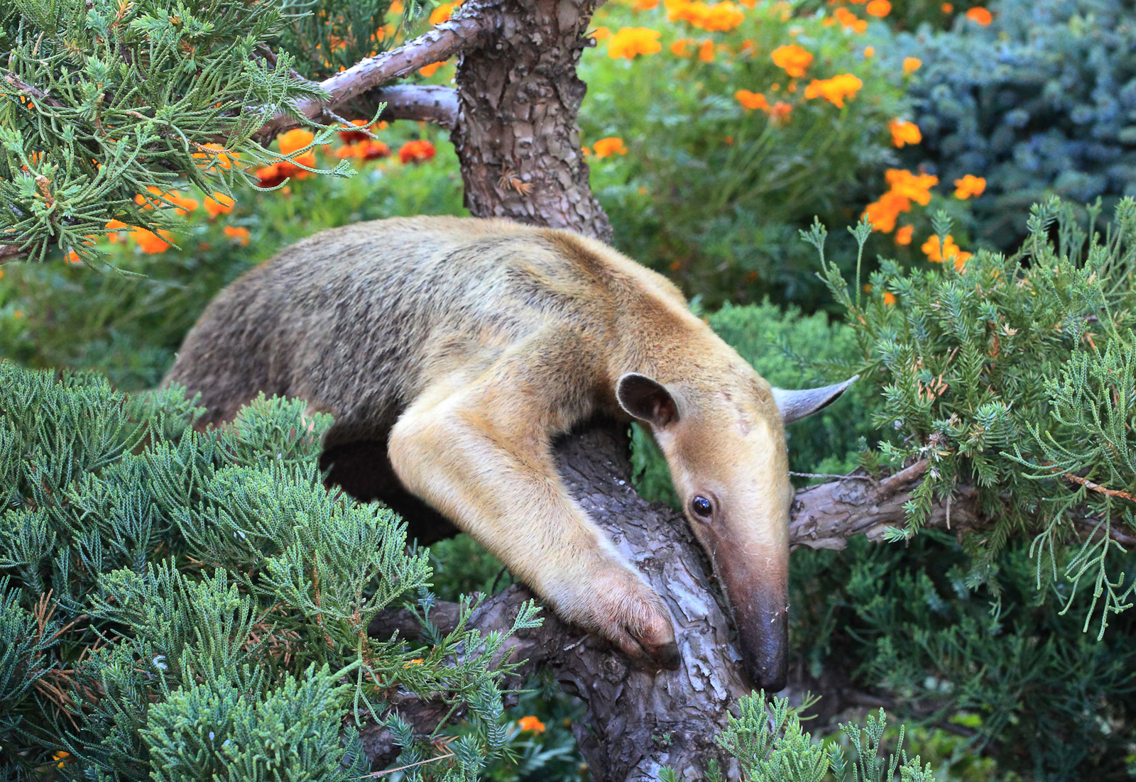 «Зубастые и беззубые из отряда неполнозубых» в Дарвиновском музее – события на сайте «Московские Сезоны»