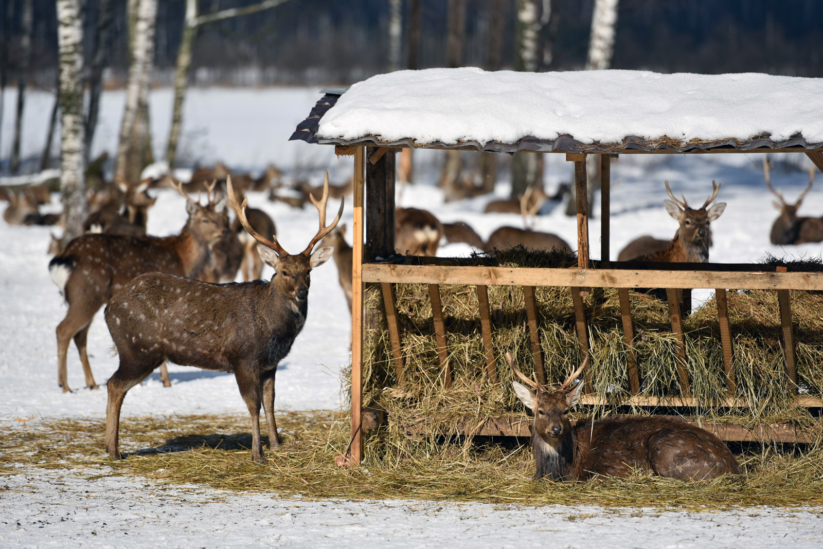 «Великие миграции копытных» в Московском зоопарке – события на сайте «Московские Сезоны»