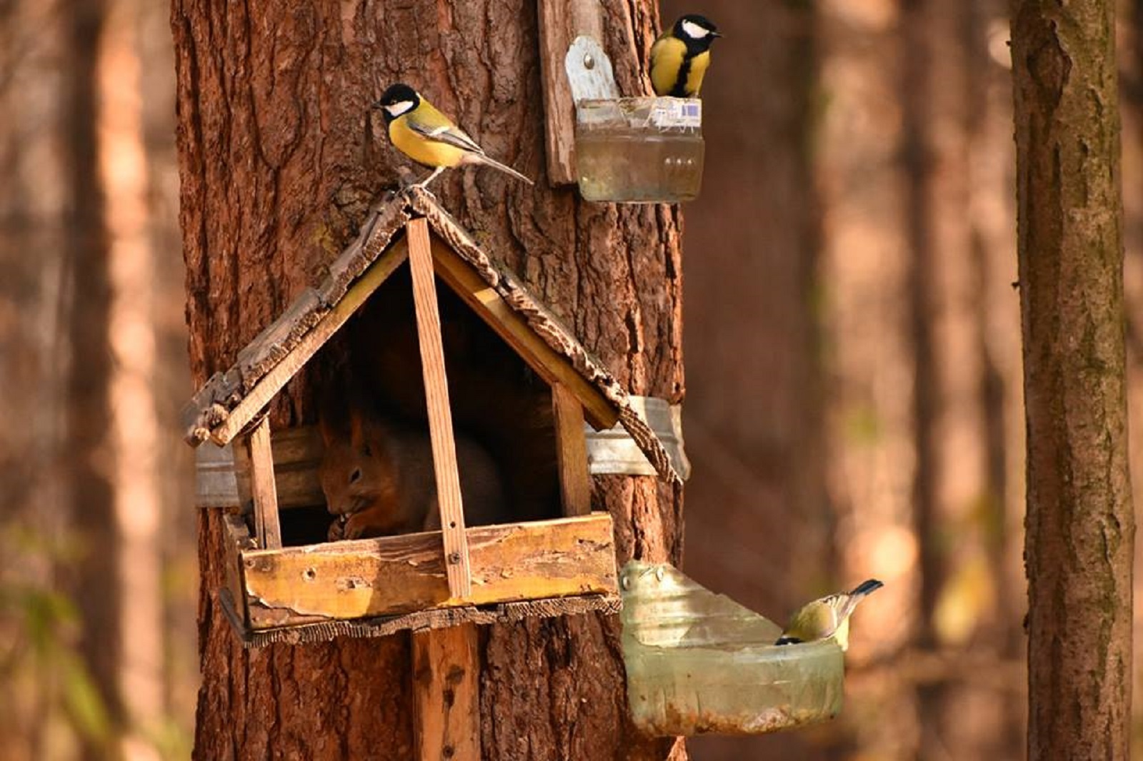 «Хочу стать орнитологом» в Биологическом музее имени К.А. Тимирязева – события на сайте «Московские Сезоны»