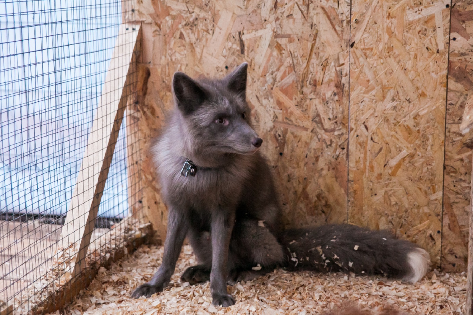 «День лис» в парке «Сокольники» – события на сайте «Московские Сезоны»