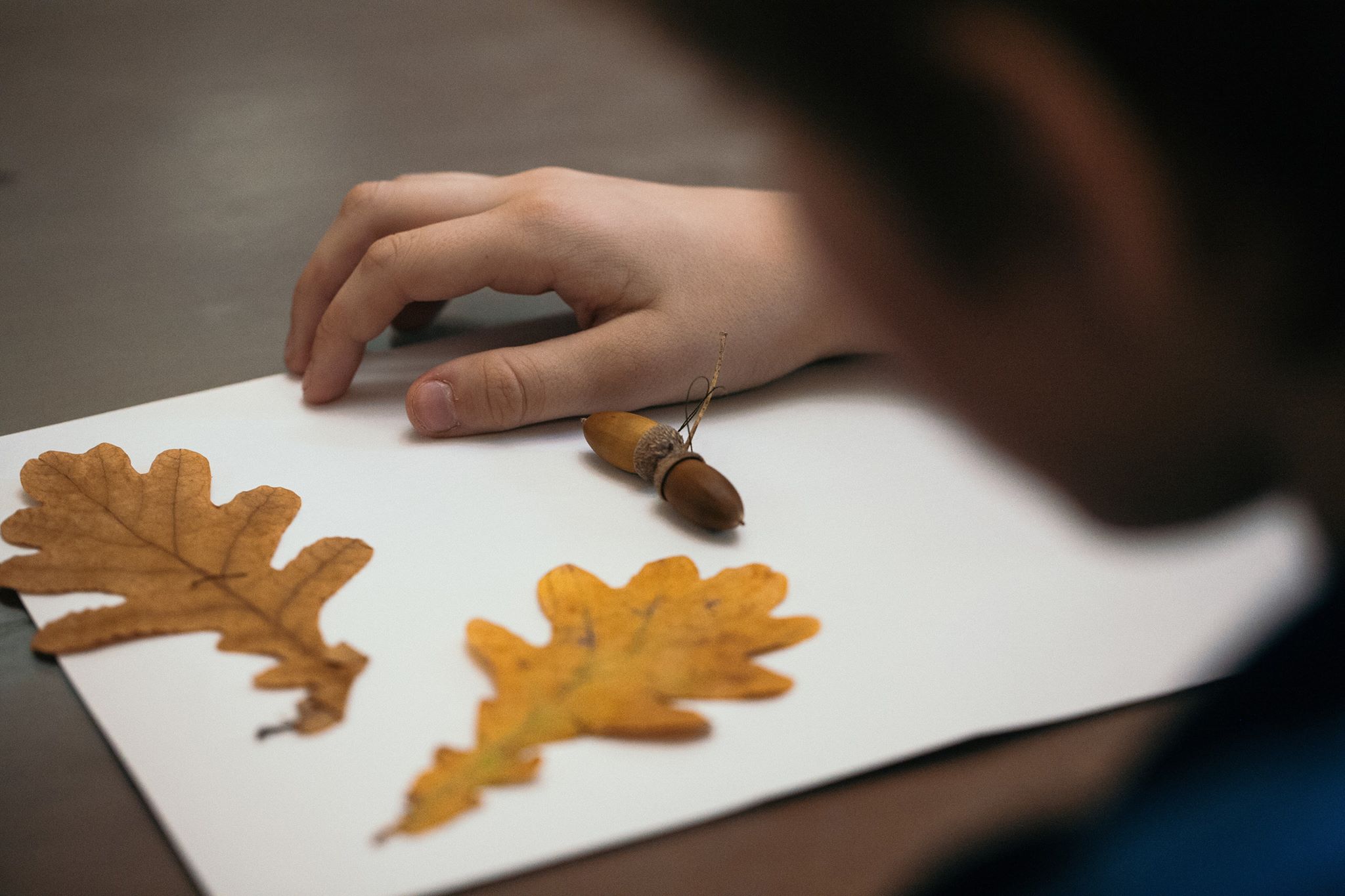 Мастер-класс «Цвета осени» в Биологическом музее – события на сайте «Московские Сезоны»