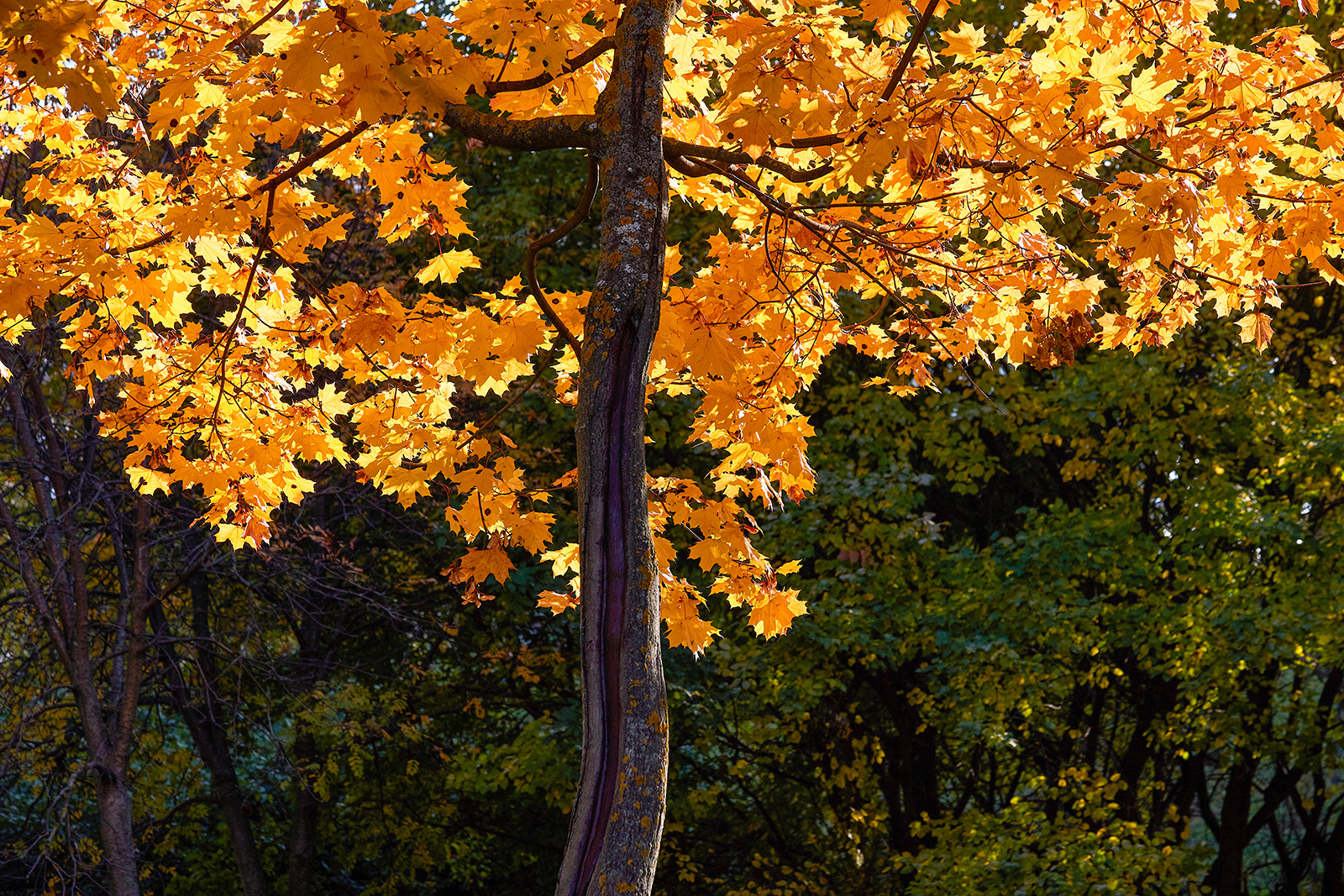 «Осенний блюз» в галерее-мастерской «Варшавка» – события на сайте «Московские Сезоны»