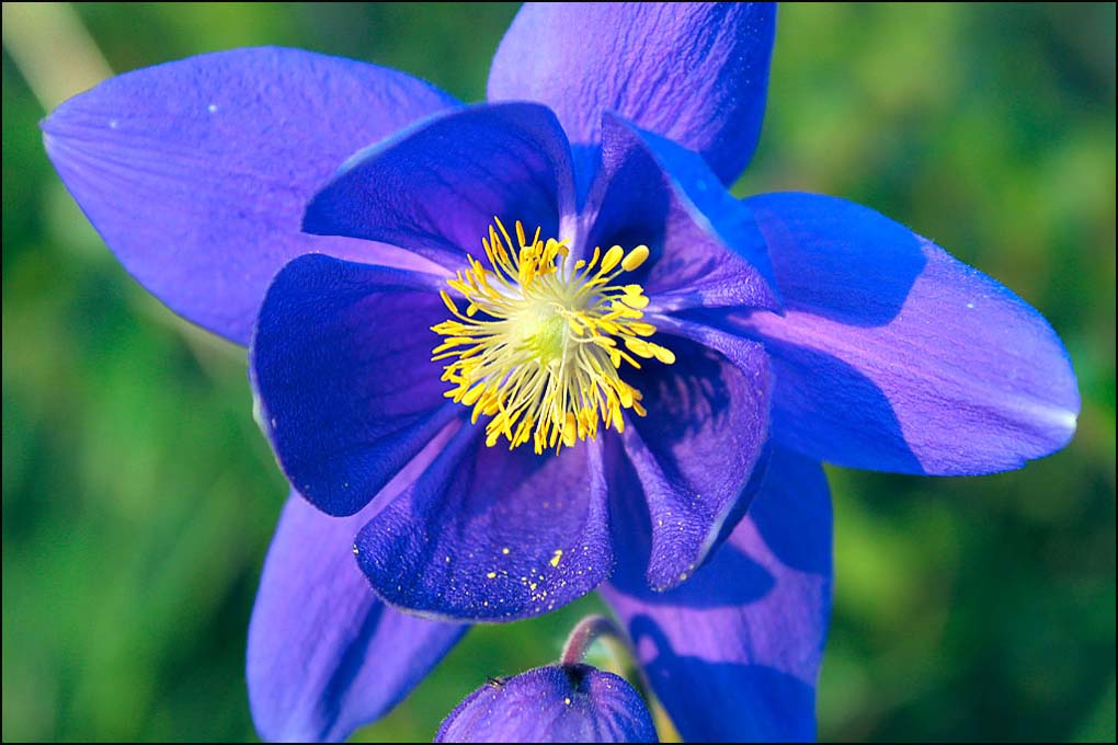 Лекция «Ядовитые растения» – события на сайте «Московские Сезоны»