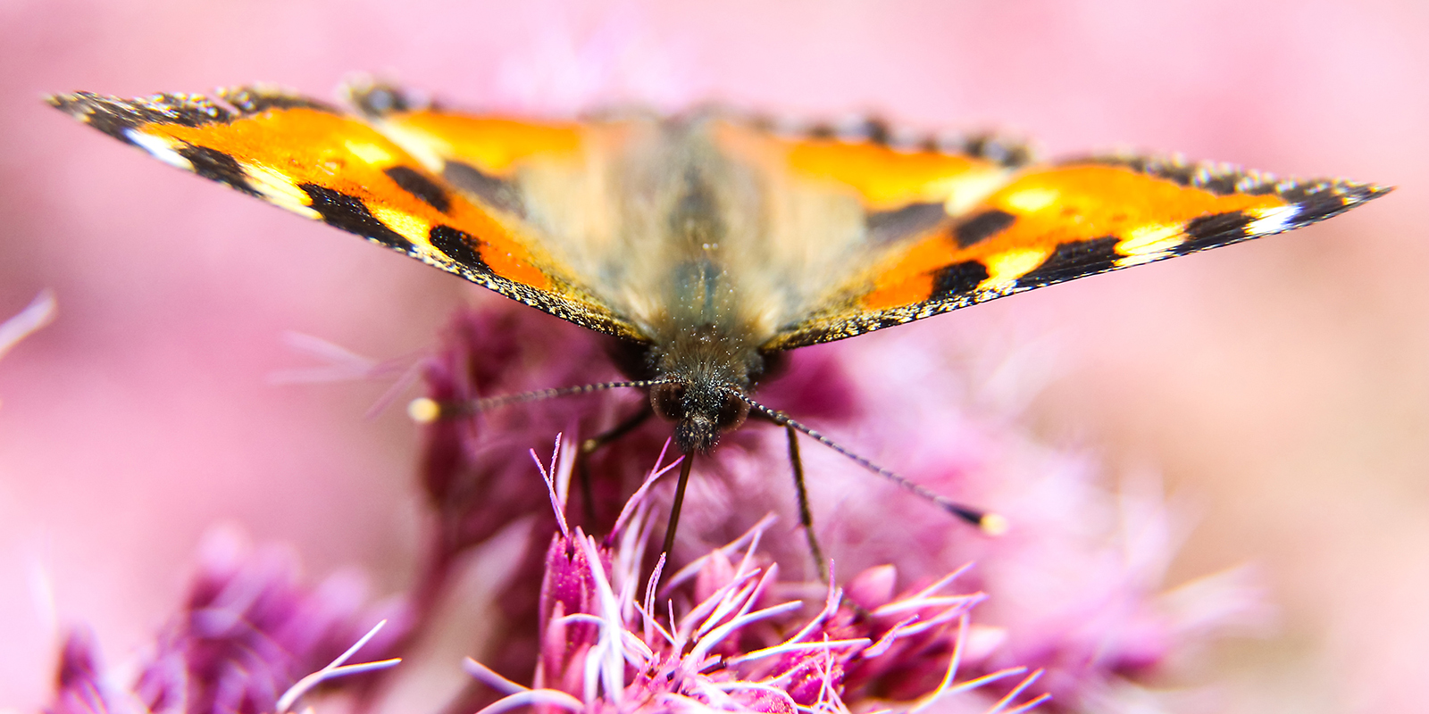 «Удивительные путешествия насекомых» в Московском зоопарке – события на сайте «Московские Сезоны»