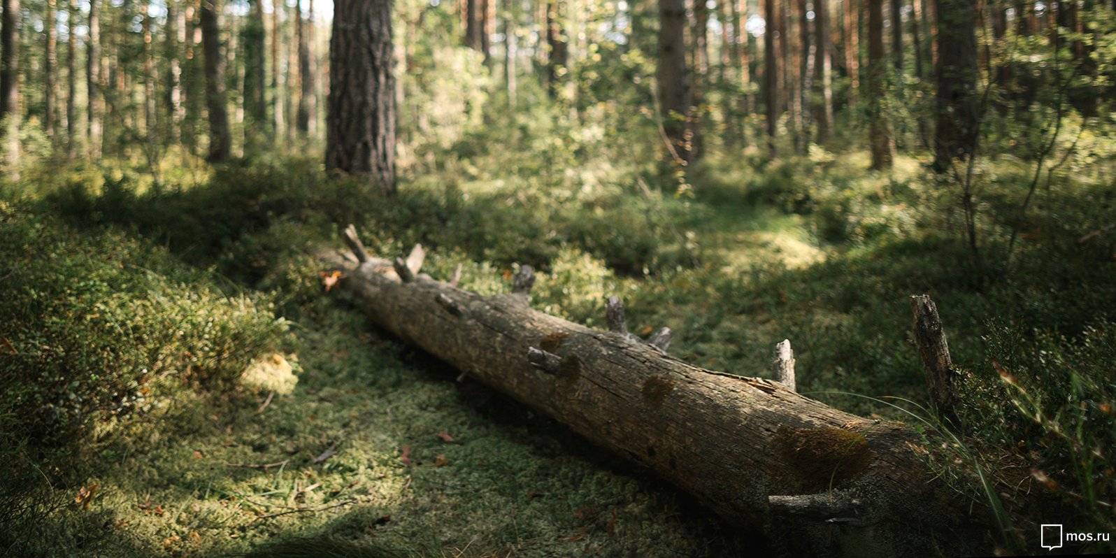 «За рунами, за лесами. Заповедная Карелия» в парке «Зарядье» – события на сайте «Московские Сезоны»