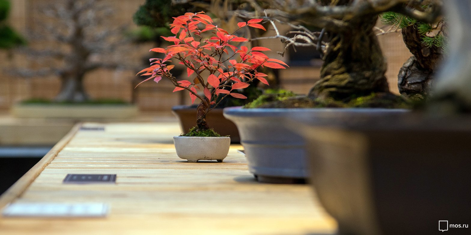 Мастер-класс по уходу за домашними растениями в лектории Парка Горького – события на сайте «Московские Сезоны»