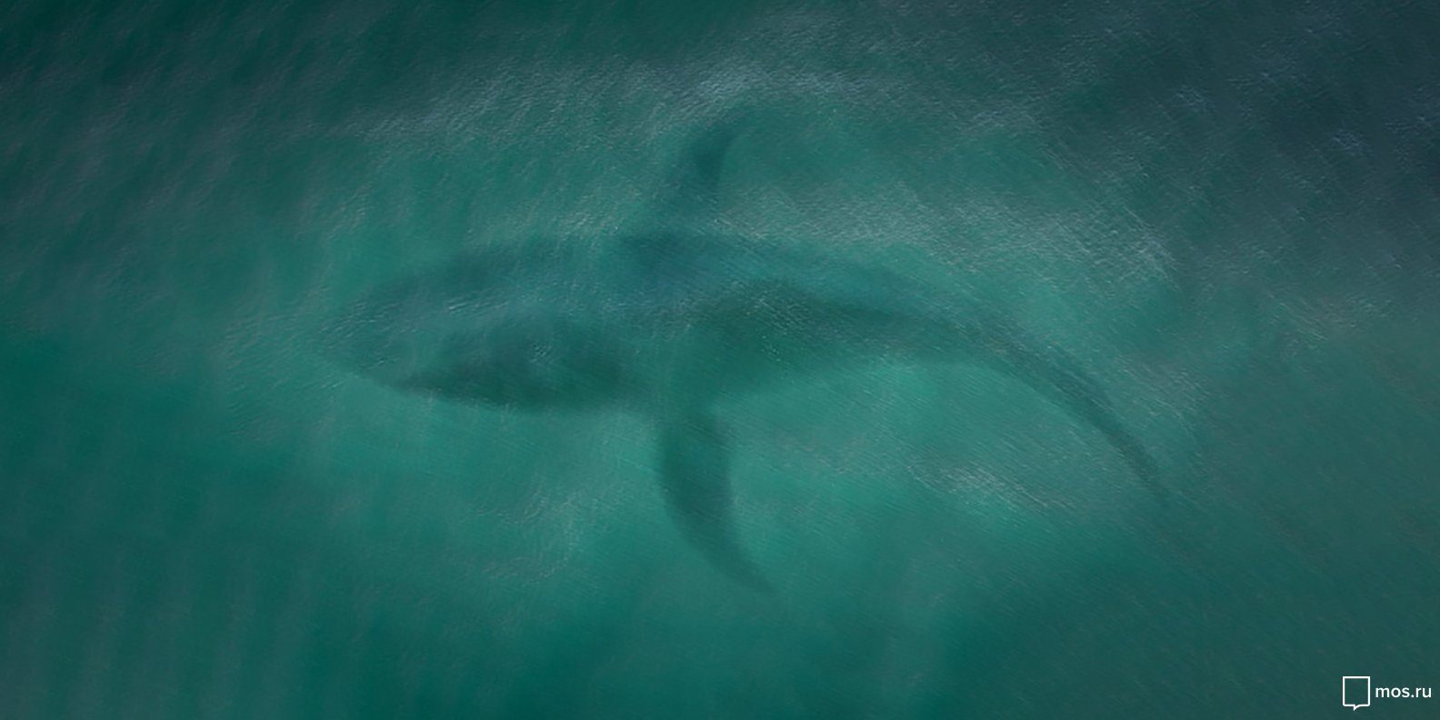«Морские чудовища эры динозавров» в парке «Зарядье» – события на сайте «Московские Сезоны»