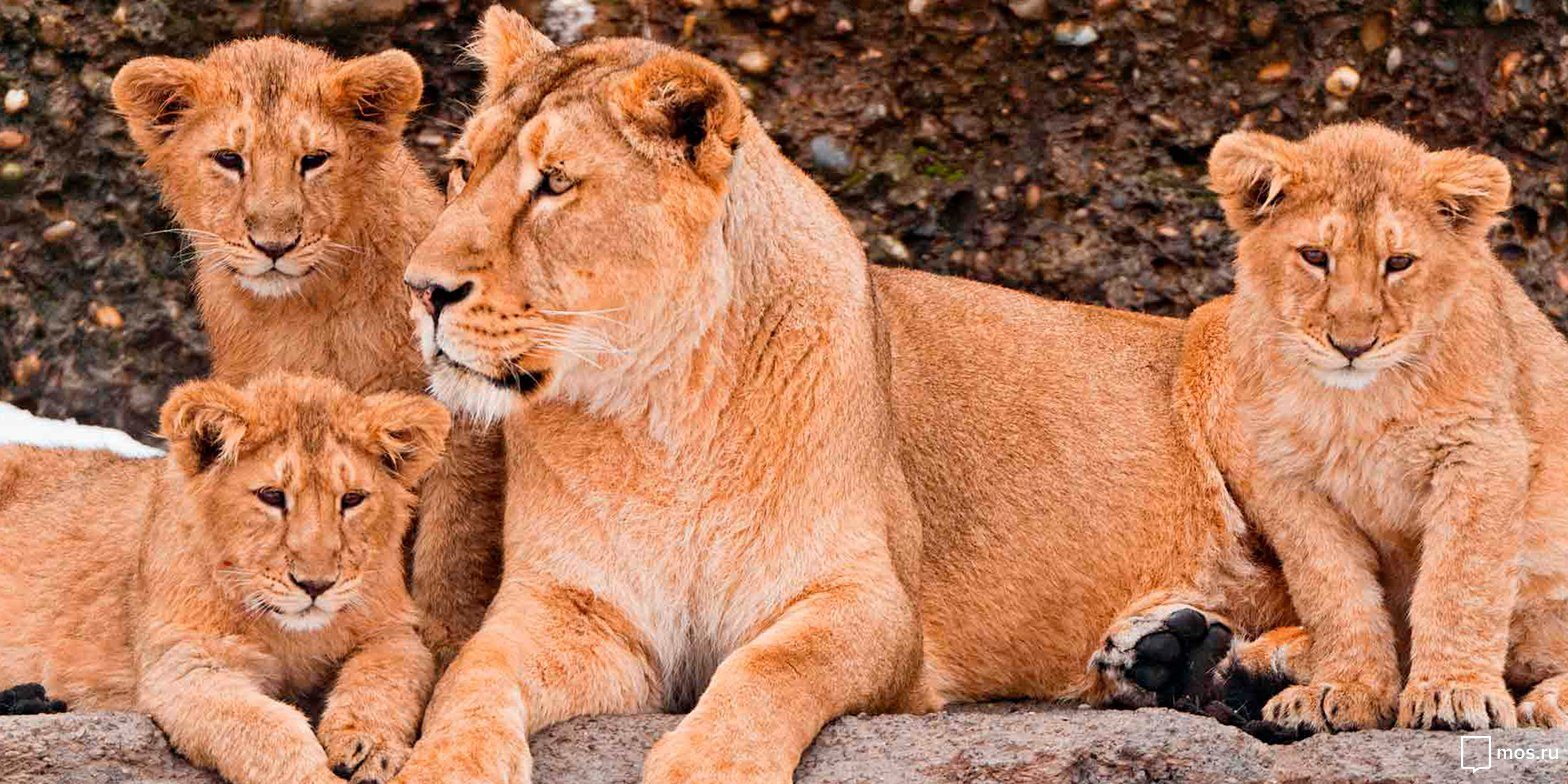 Выставка «Легко ли быть мамой?» в Дарвиновском музее – события на сайте «Московские Сезоны»