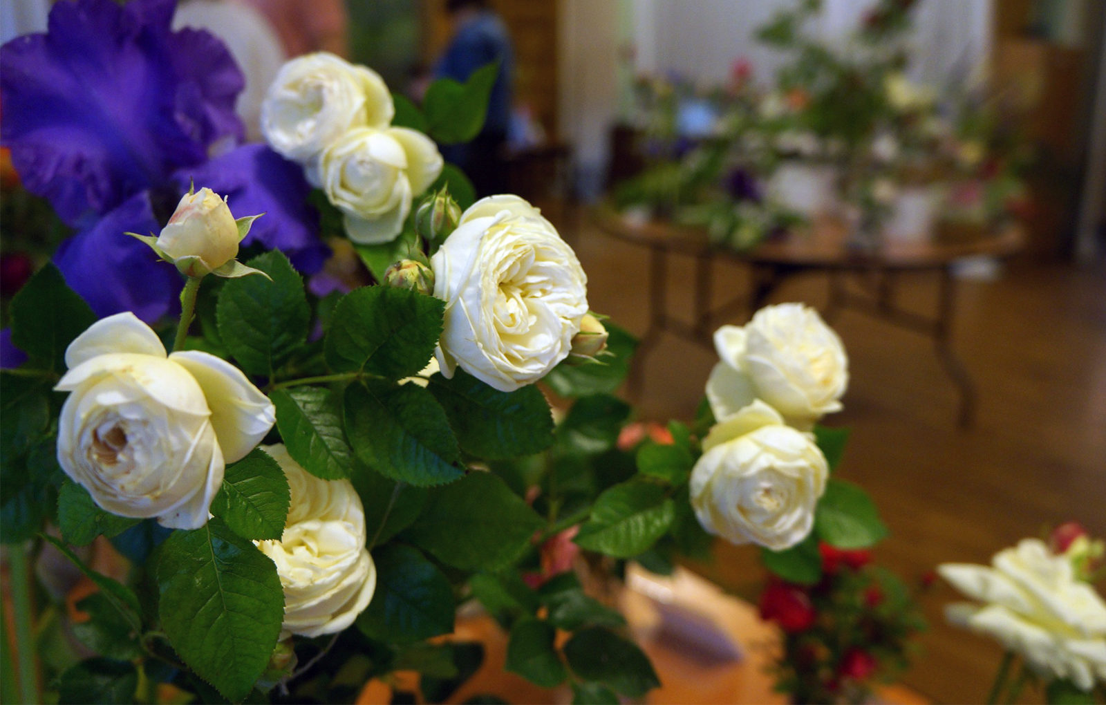 «Сад как лекарство» в Биологическом музее – события на сайте «Московские Сезоны»