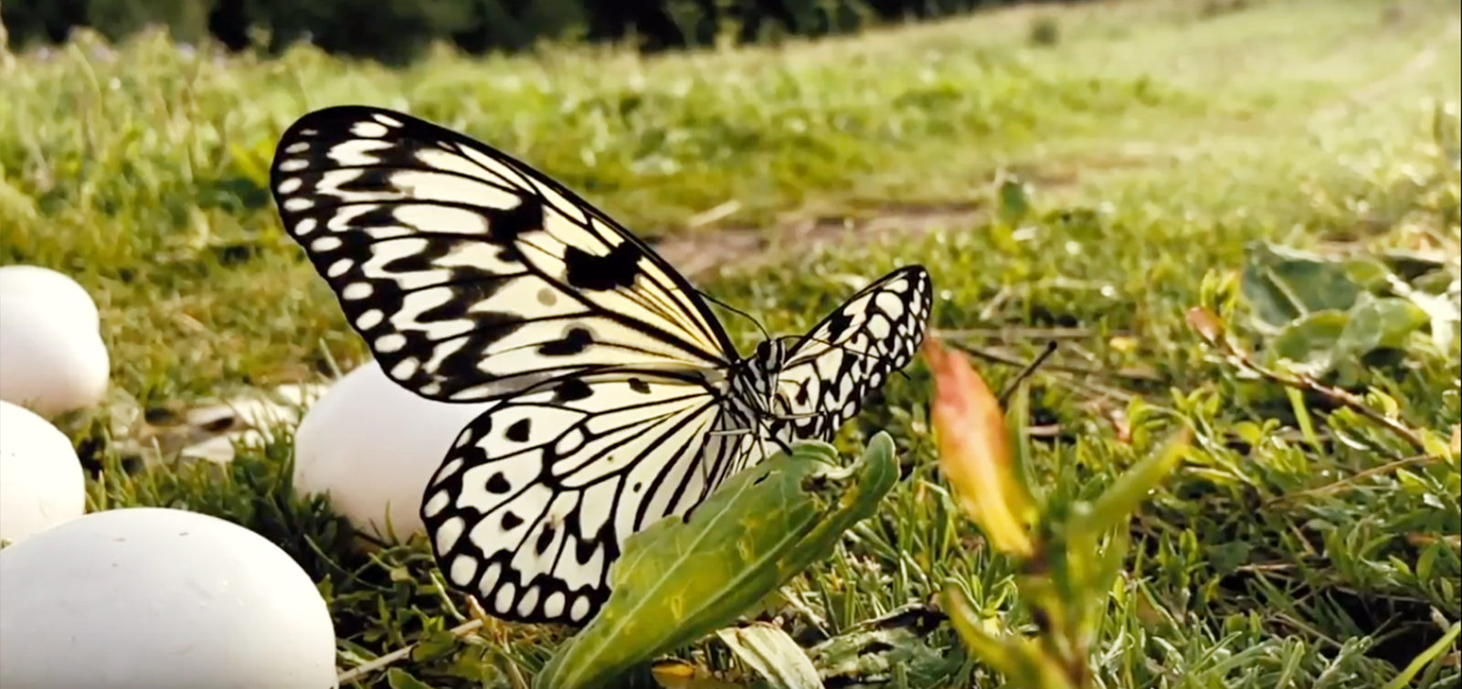 Премьера короткометражного фильма «Бабочка» в Доме кино – события на сайте «Московские Сезоны»