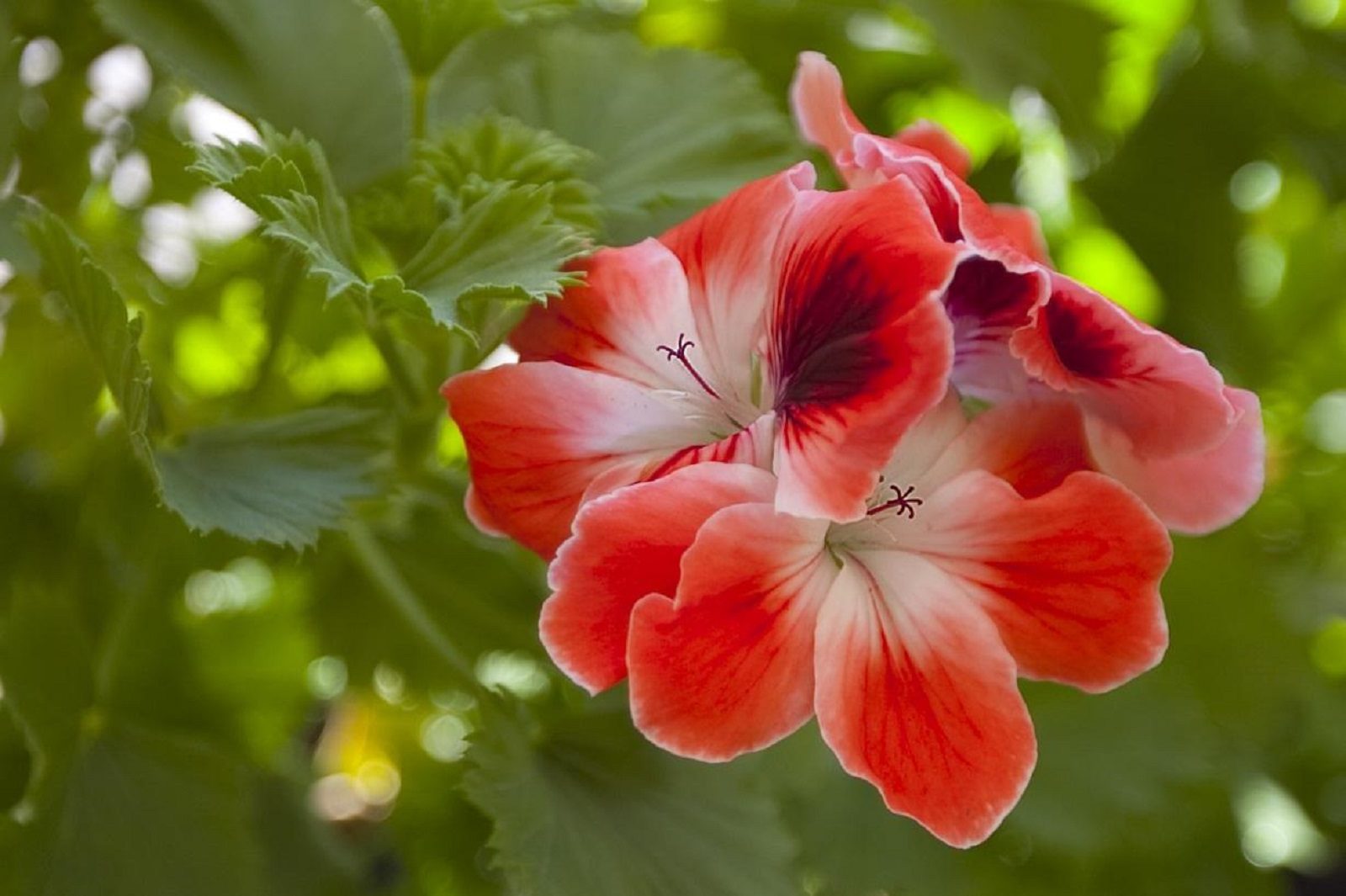 Мастер-класс «Огненная герань» в музее-заповеднике «Царицыно» – события на сайте «Московские Сезоны»