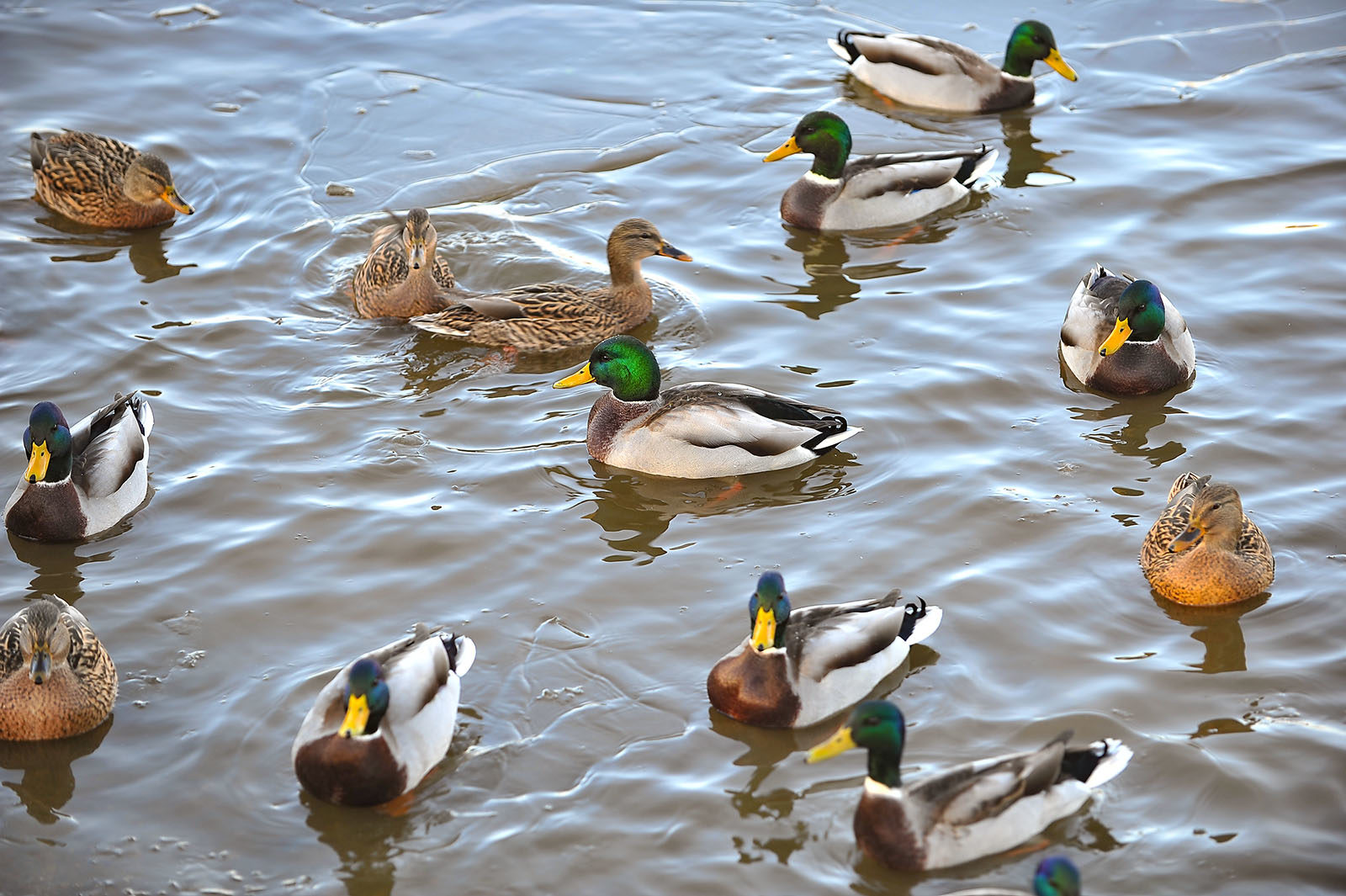 Семинар, посвященный миграции птиц, в Биологическом музее – события на сайте «Московские Сезоны»