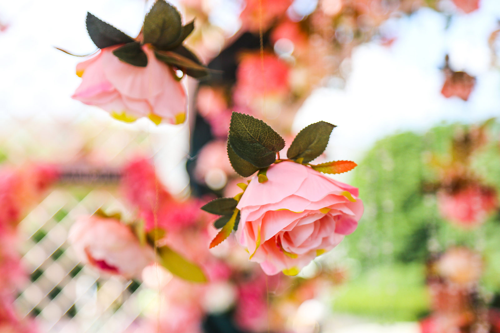 «Розы. Агротехника и сорта» в Биологическом музее имени К.А. Тимирязева – события на сайте «Московские Сезоны»