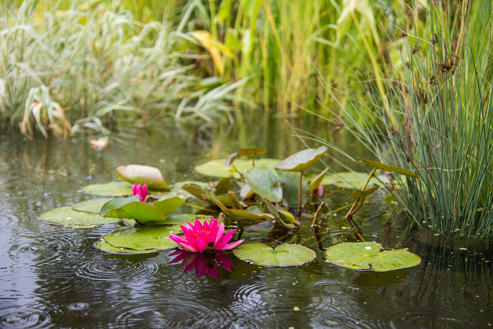«Ассортимент растений для цветников в постприродном пространстве» в парке «Зарядье» – события на сайте «Московские Сезоны»
