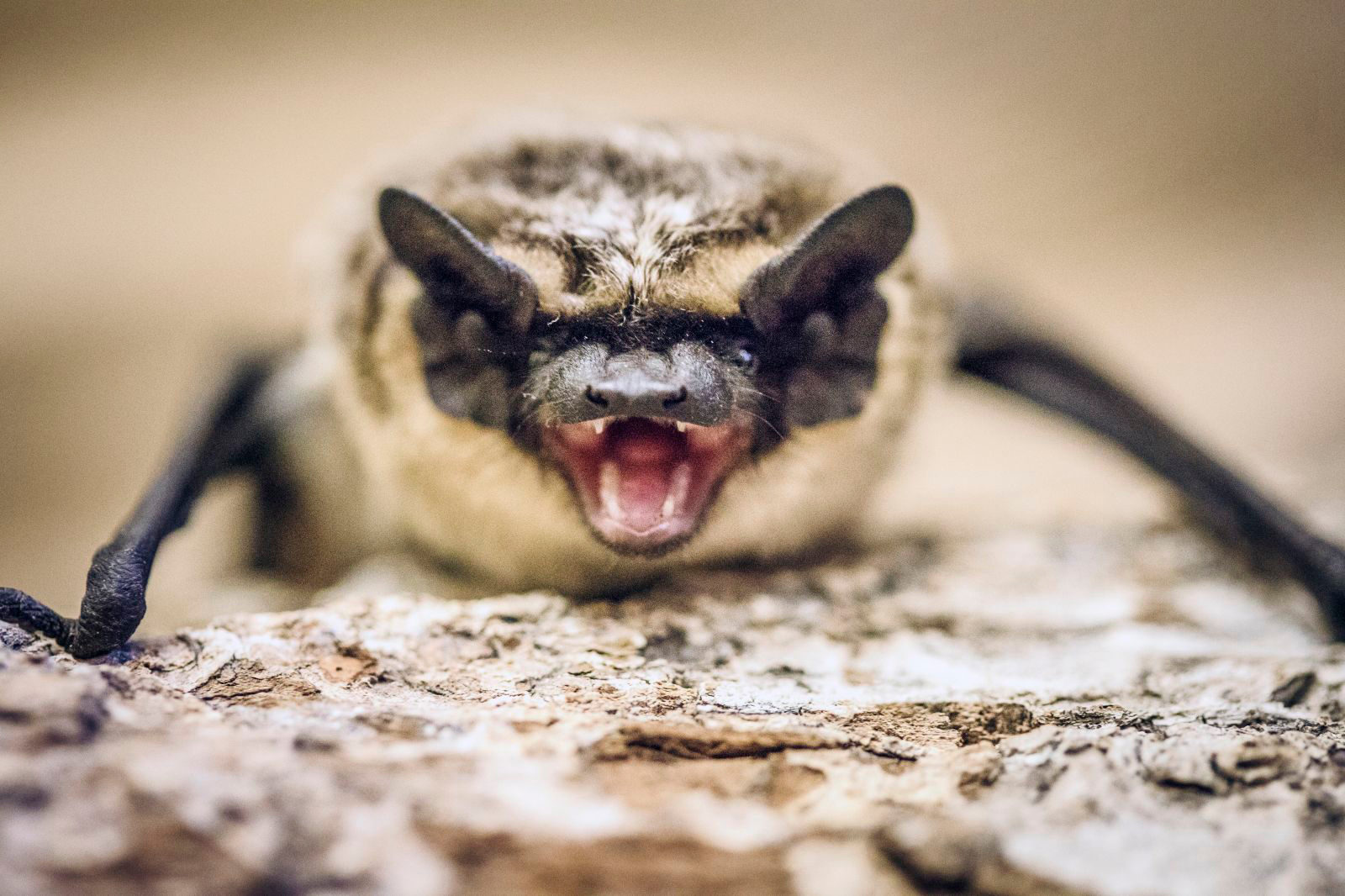 Мастер-класс по уходу за летучими мышами в Московском зоопарке – события на сайте «Московские Сезоны»