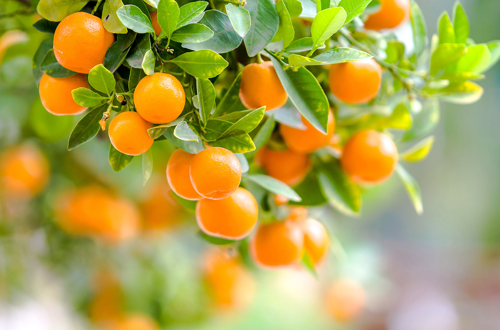 «Здоровое питание круглый год» в парке «Зарядье» – события на сайте «Московские Сезоны»