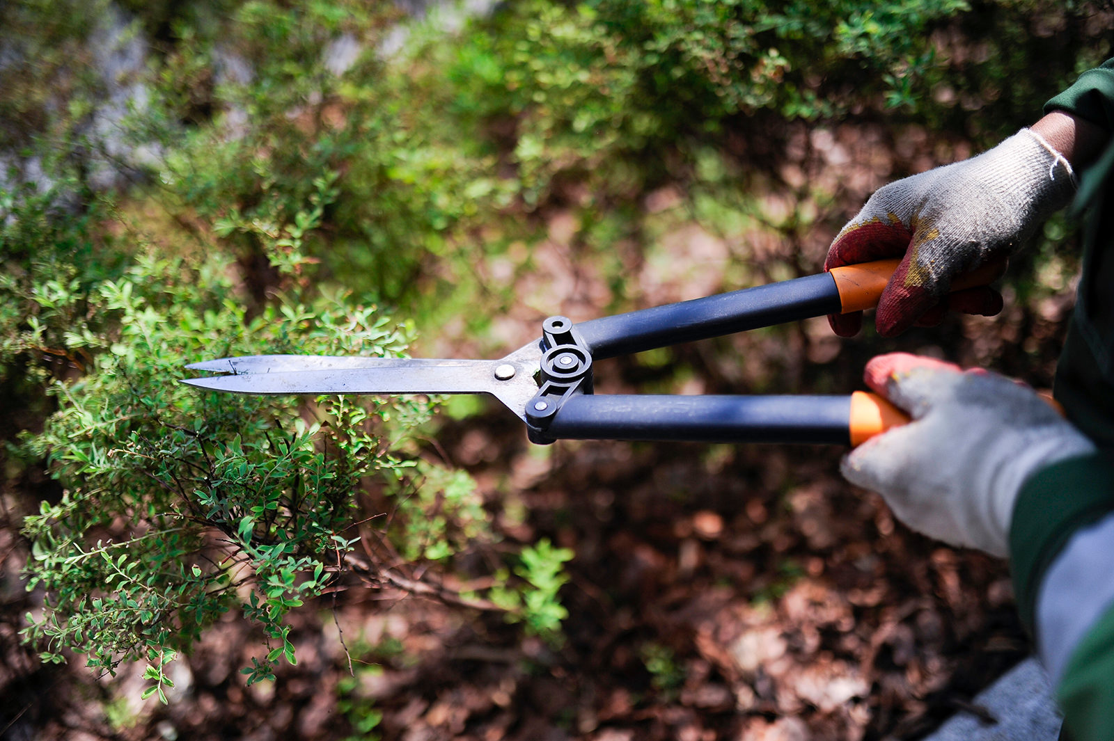 «Обрезка декоративных кустарников» в Биологическом музее – события на сайте «Московские Сезоны»