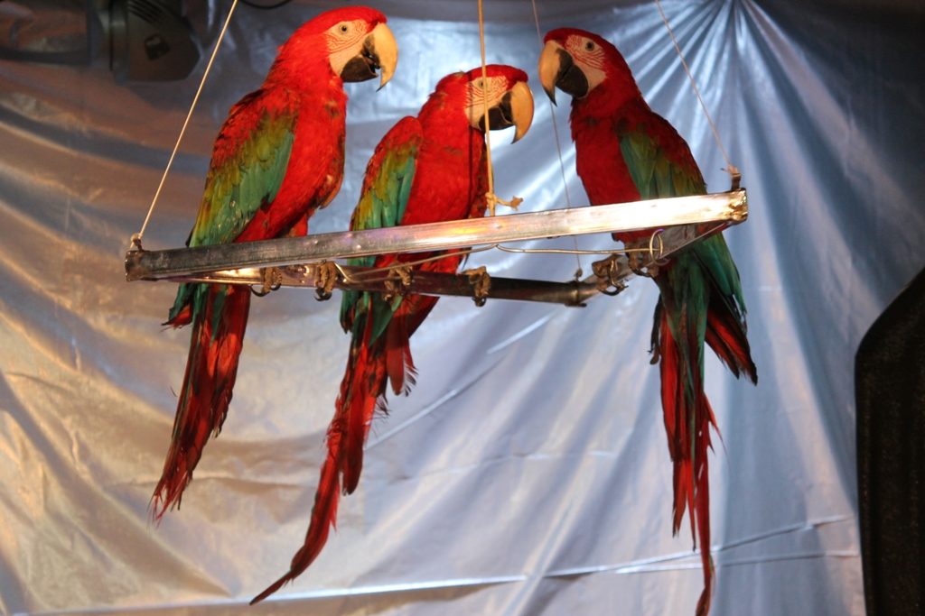 Представление «Новогоднее шоу птиц» – события на сайте «Московские Сезоны»