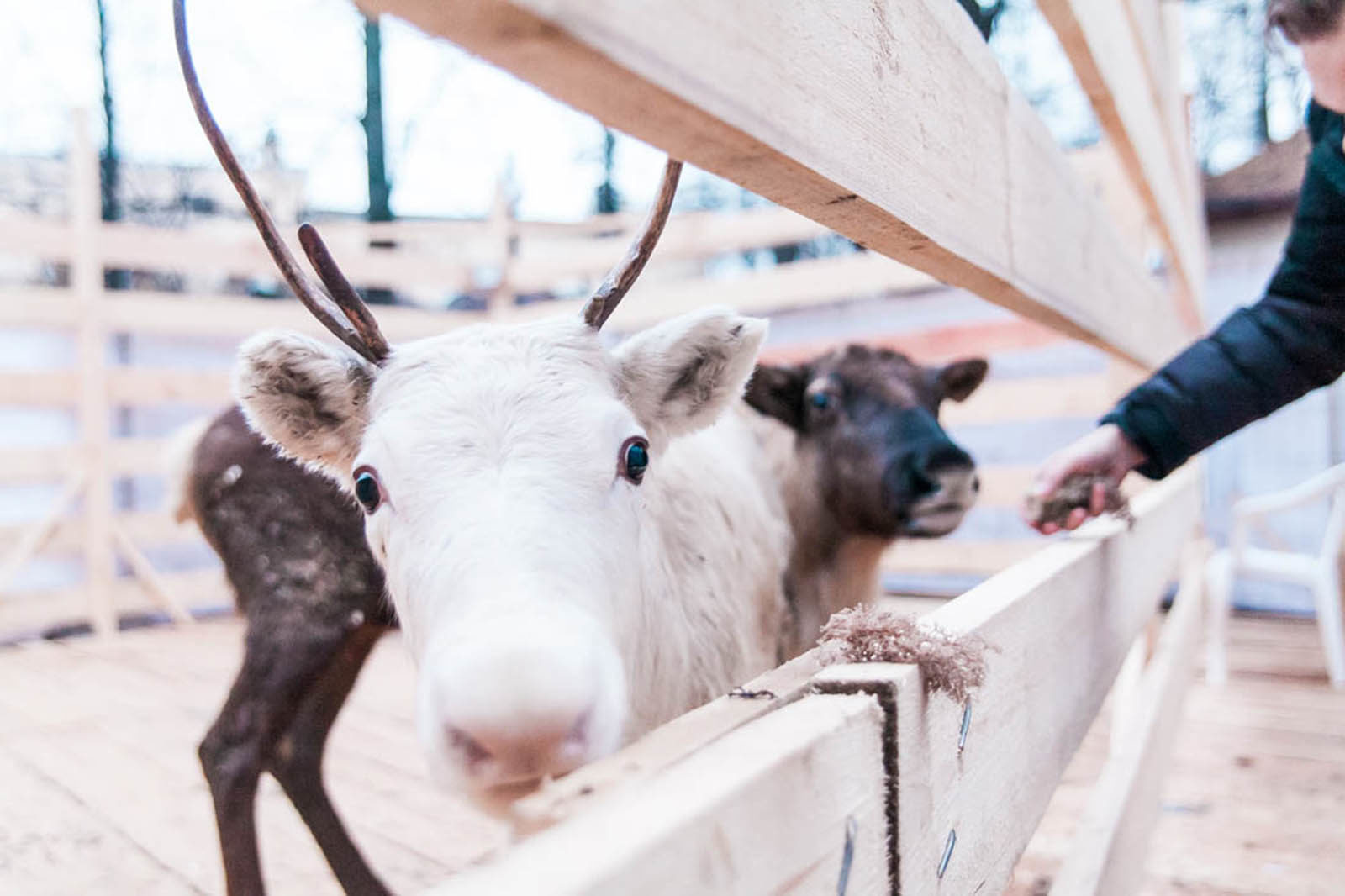 Новый год в «Живом уголке» в парке «Сокольники» – события на сайте «Московские Сезоны»