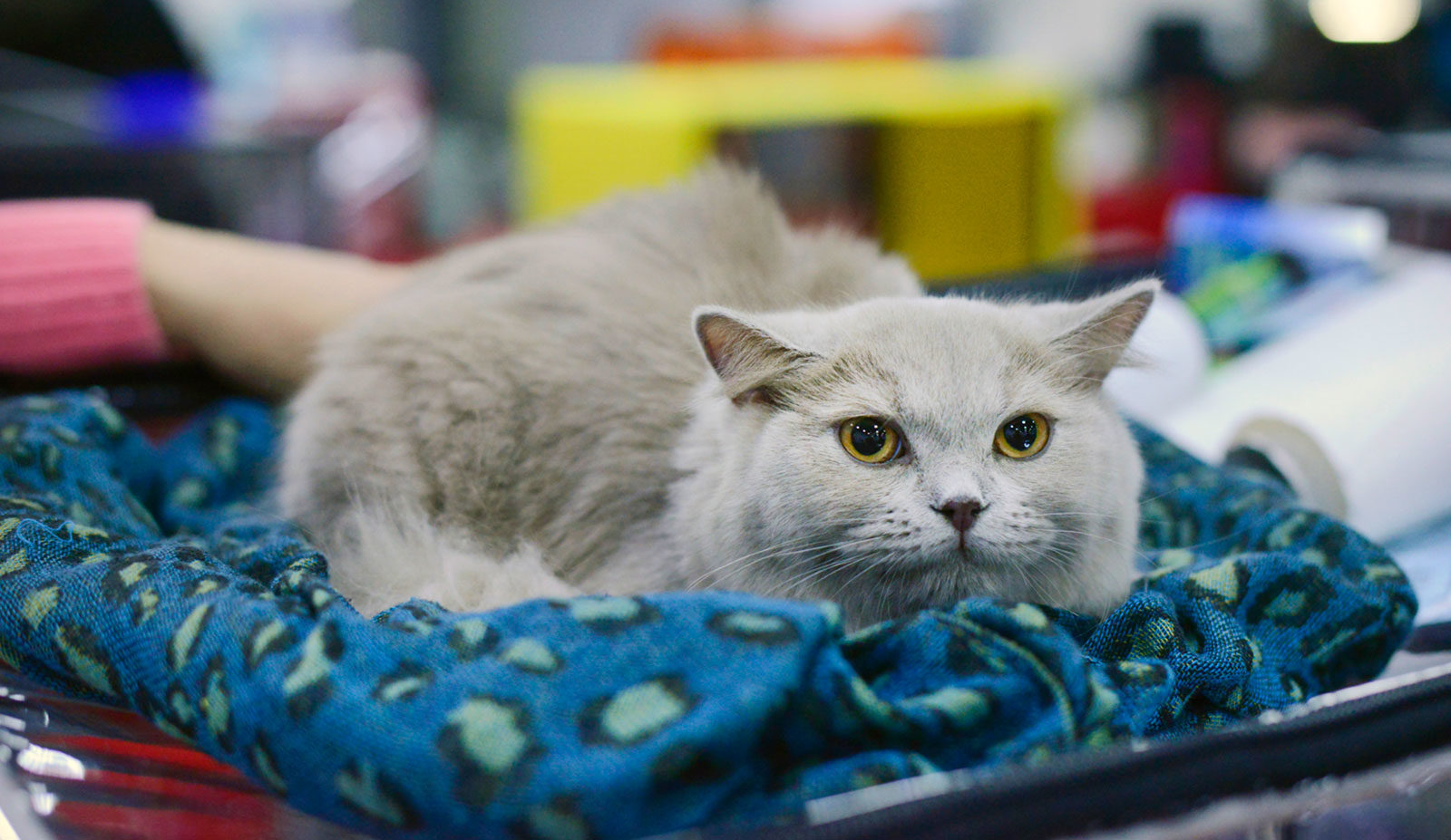 Конкурс «Моя прекрасная кошка» в парке «Сокольники» – события на сайте «Московские Сезоны»