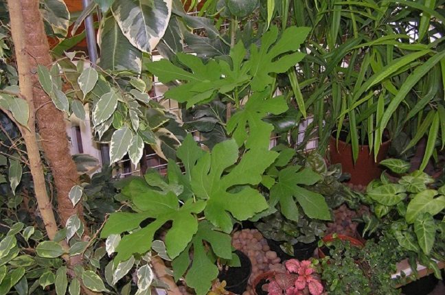 Лекции клуба «Цветоводы Москвы» – события на сайте «Московские Сезоны»