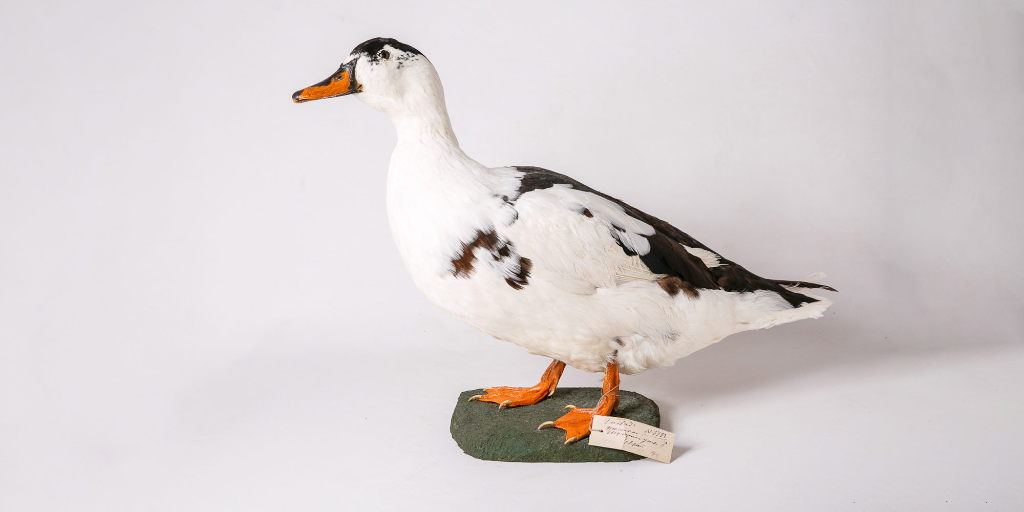 Выставка «Укрощение строптивых» в Дарвиновском музее – события на сайте «Московские Сезоны»