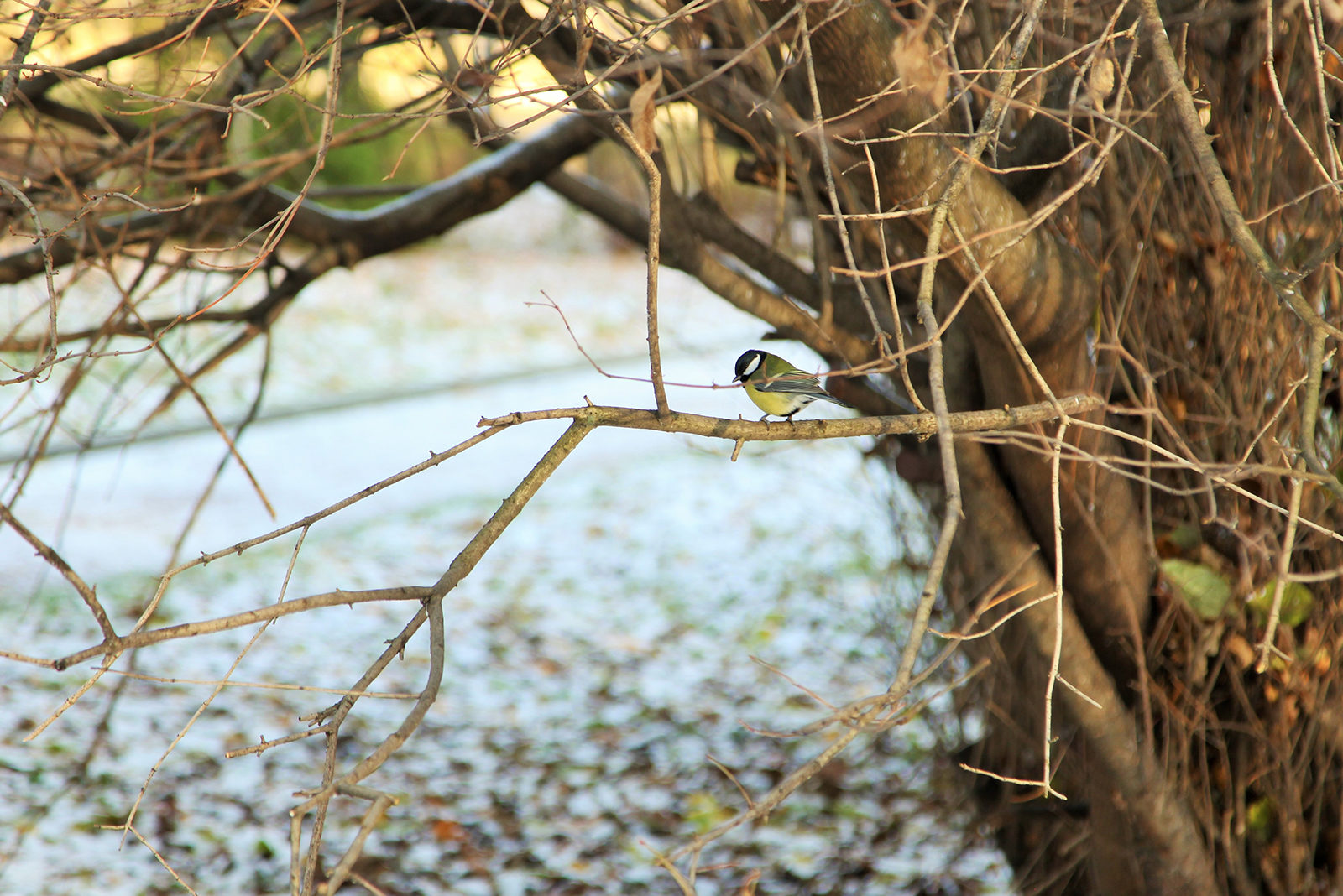 Благотворительная акция «Творим добро» в Измайловском парке – события на сайте «Московские Сезоны»