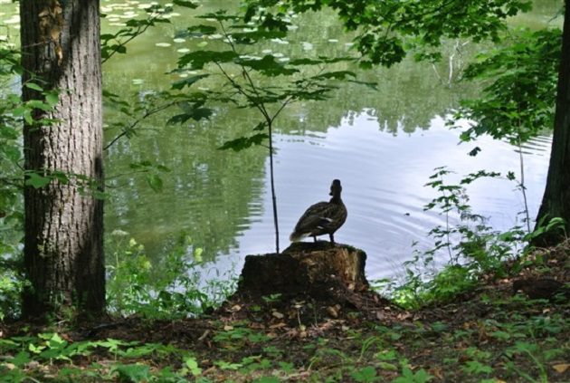 Программа «Калейдоскоп имен, событий, лиц…» – события на сайте «Московские Сезоны»