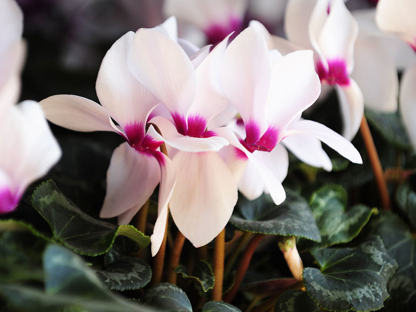 Мастер-класс «Цикламены» – события на сайте «Московские Сезоны»