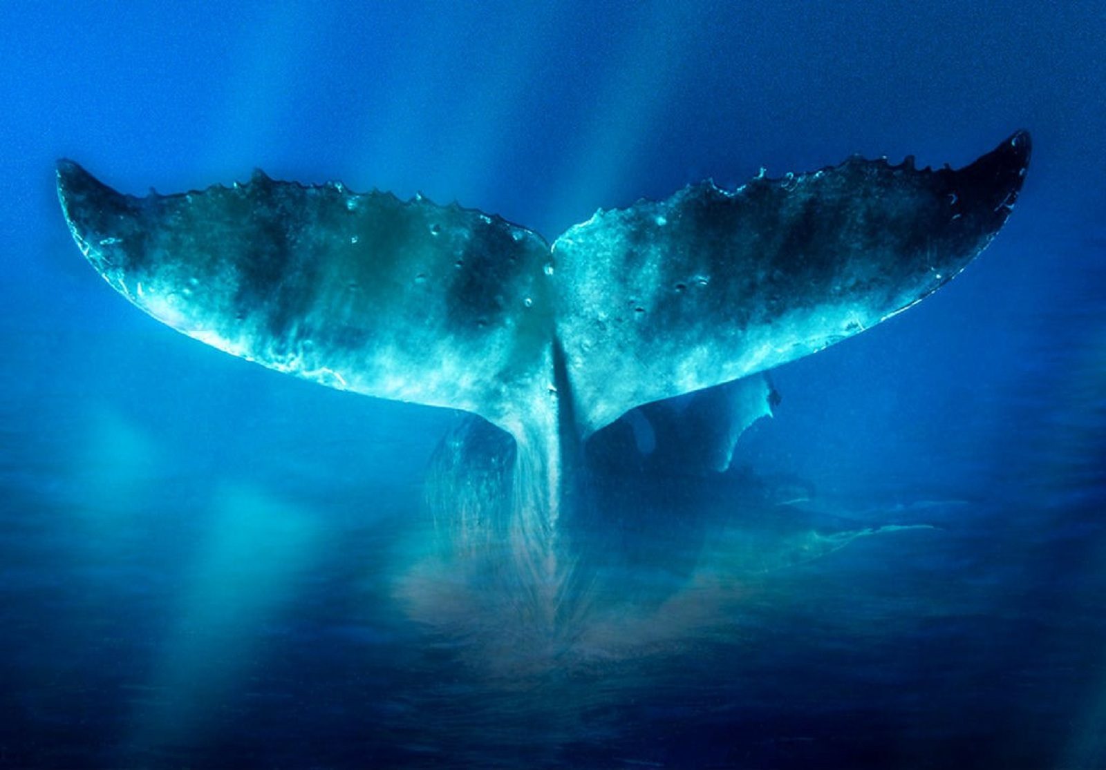 Рок-поэма «Моби Дик» в культурном центре «Москвич» – события на сайте «Московские Сезоны»