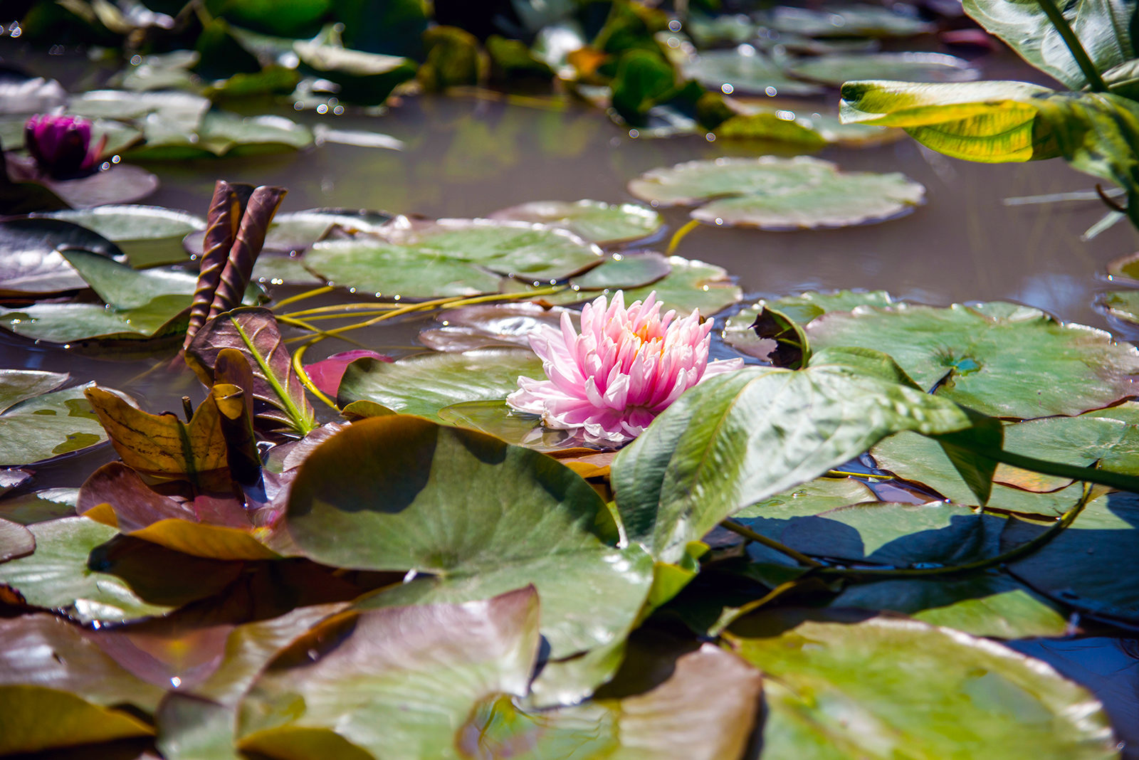 «Болотные приключения» в Биологическом музее – события на сайте «Московские Сезоны»
