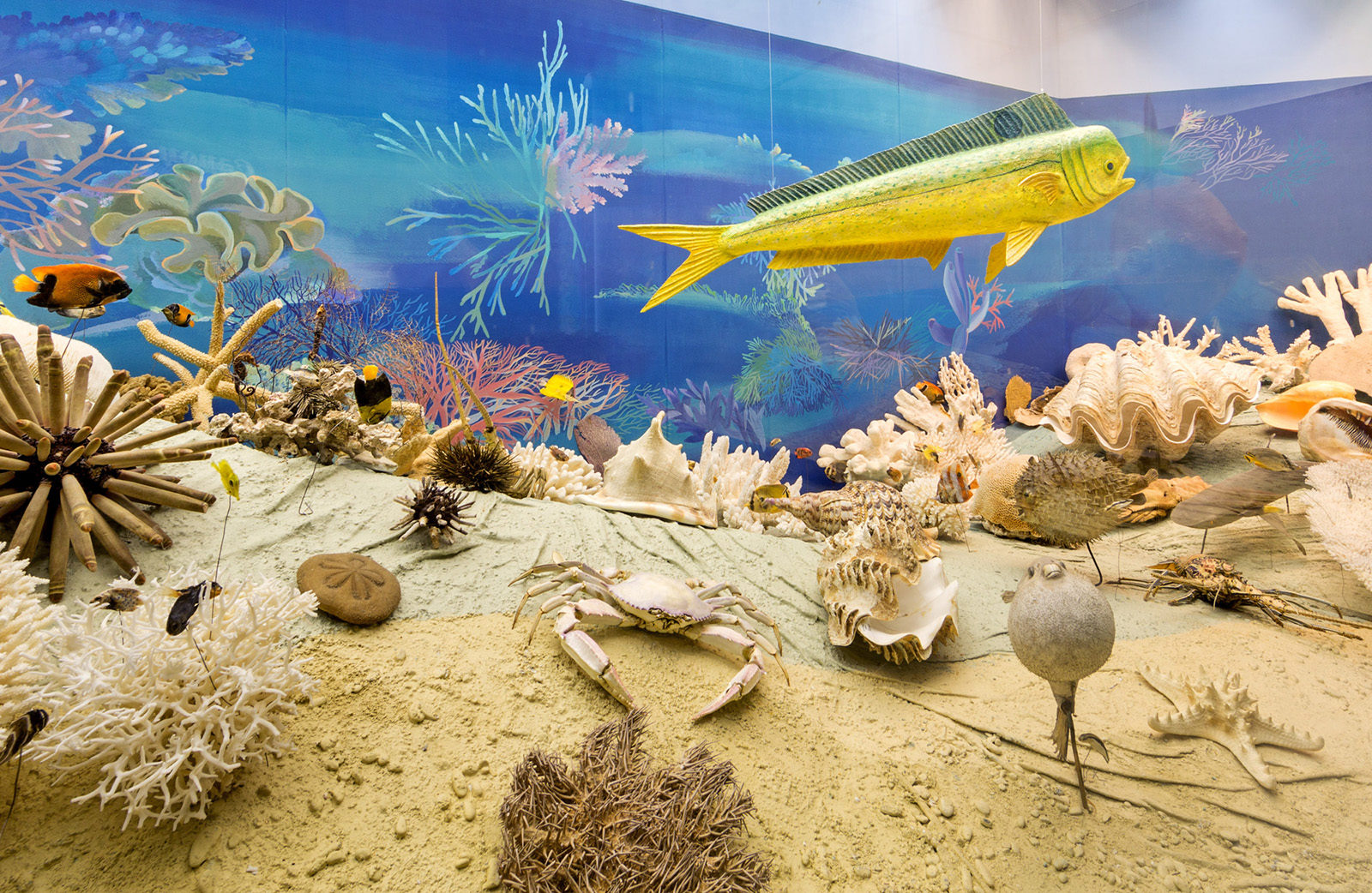 День святого Валентина в Дарвиновском музее – события на сайте «Московские Сезоны»