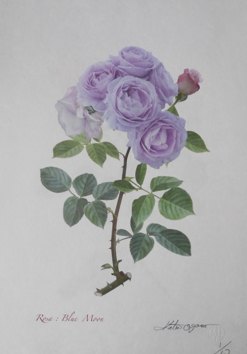 Фотовыставка Куцузисы Огавы в Биологическом музее – события на сайте «Московские Сезоны»