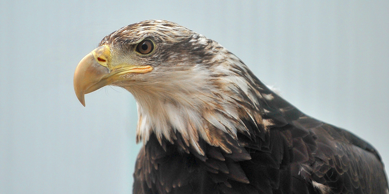 «Сокол-шоу» в парке «Сокольники» – события на сайте «Московские Сезоны»