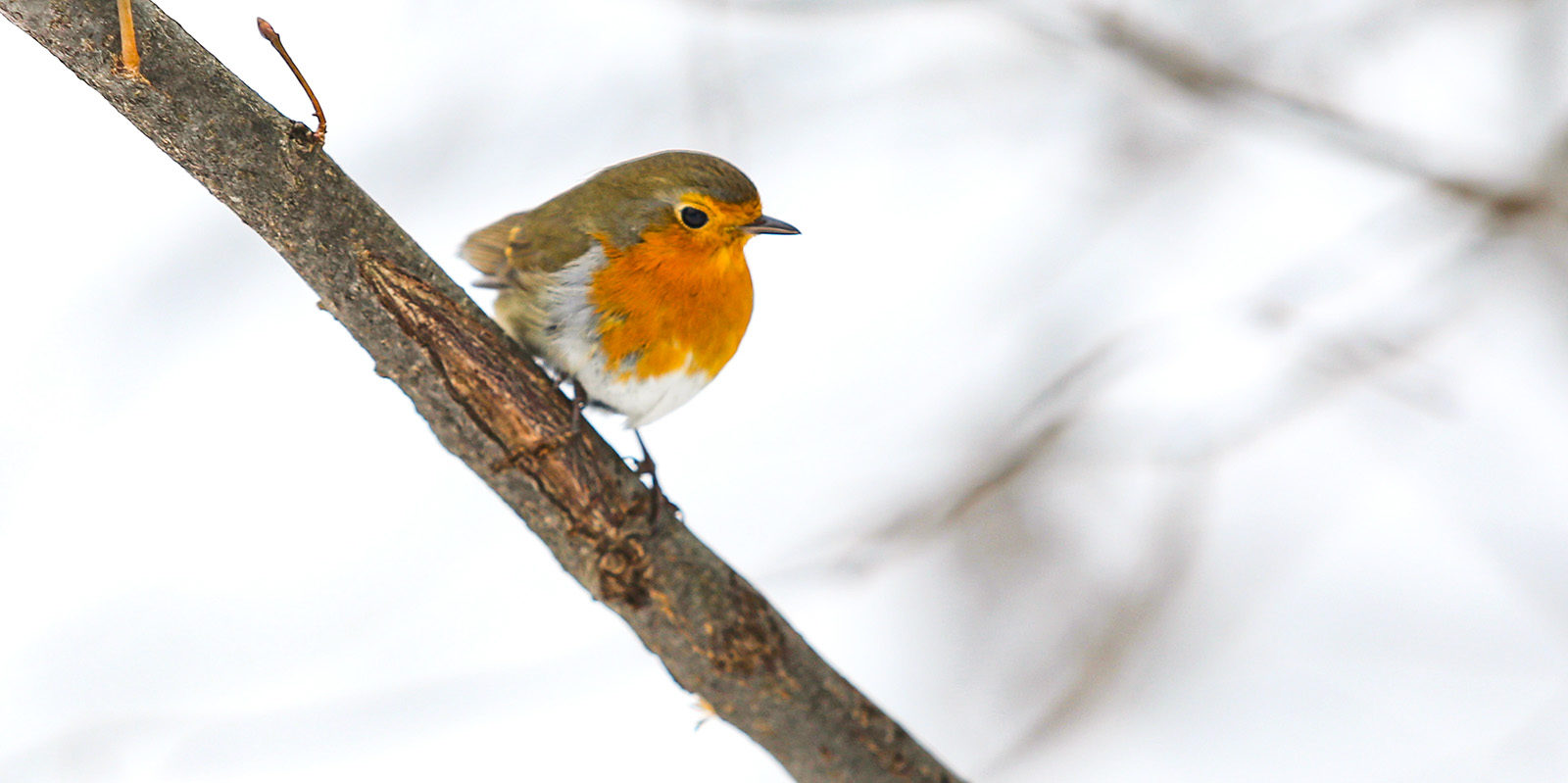Акция «Покорми птиц» в парке «Дубки» – события на сайте «Московские Сезоны»