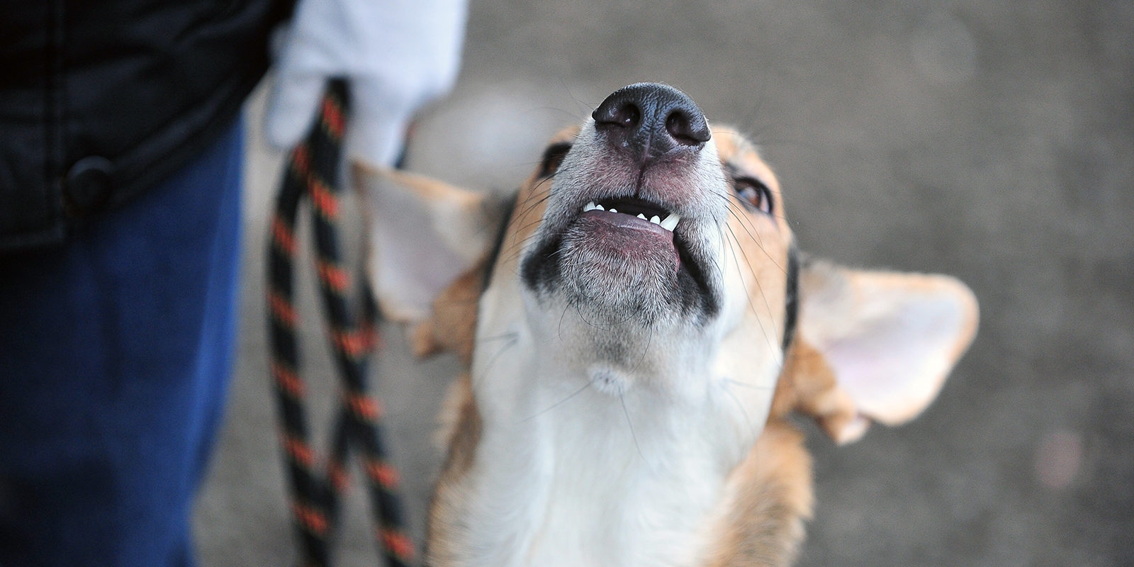 Лекция «Догхантеры. Как уберечь собаку?» в Музее ВМФ России – события на сайте «Московские Сезоны»