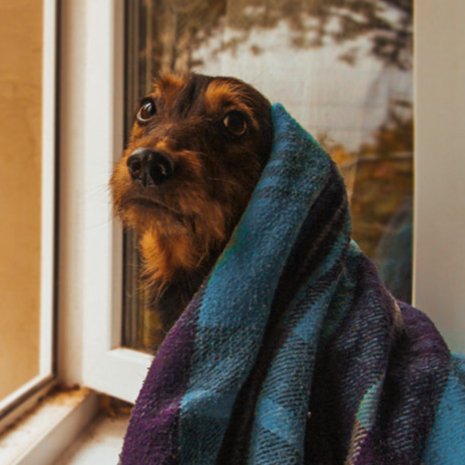 Выставка по произведениям Ивана Крылова «Звери мои за меня говорят...» – события на сайте «Московские Сезоны»