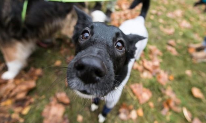 День здоровья для домашних животных – события на сайте «Московские Сезоны»