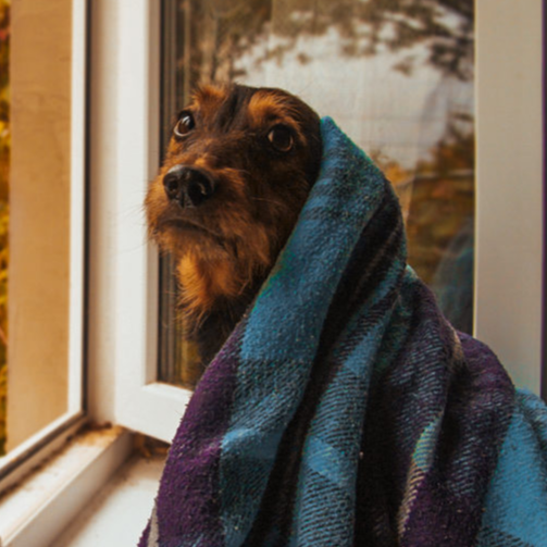 Благотворительная акция для бездомных животных – события на сайте «Московские Сезоны»