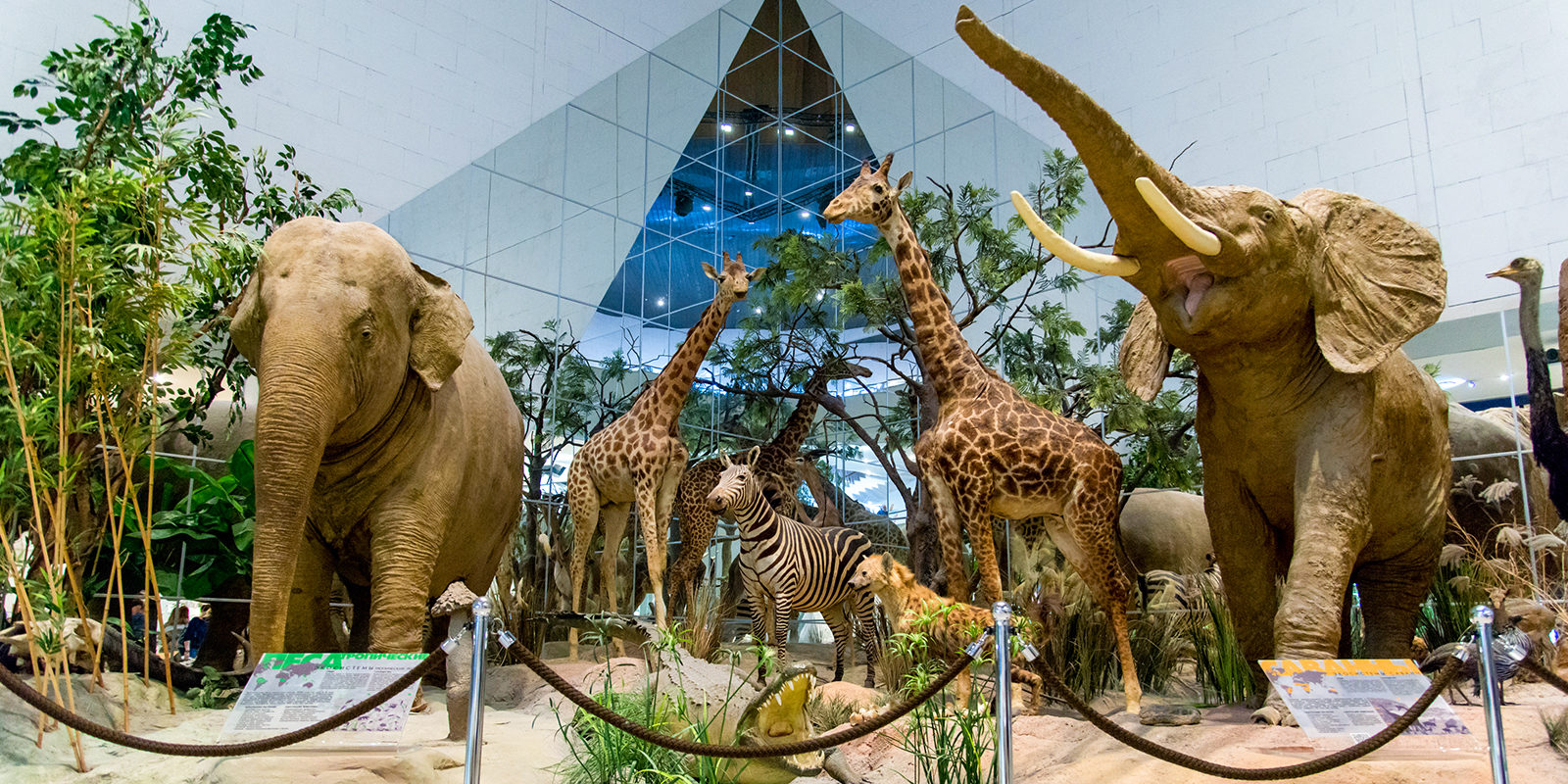 Международный женский день в Дарвиновском музее – события на сайте «Московские Сезоны»