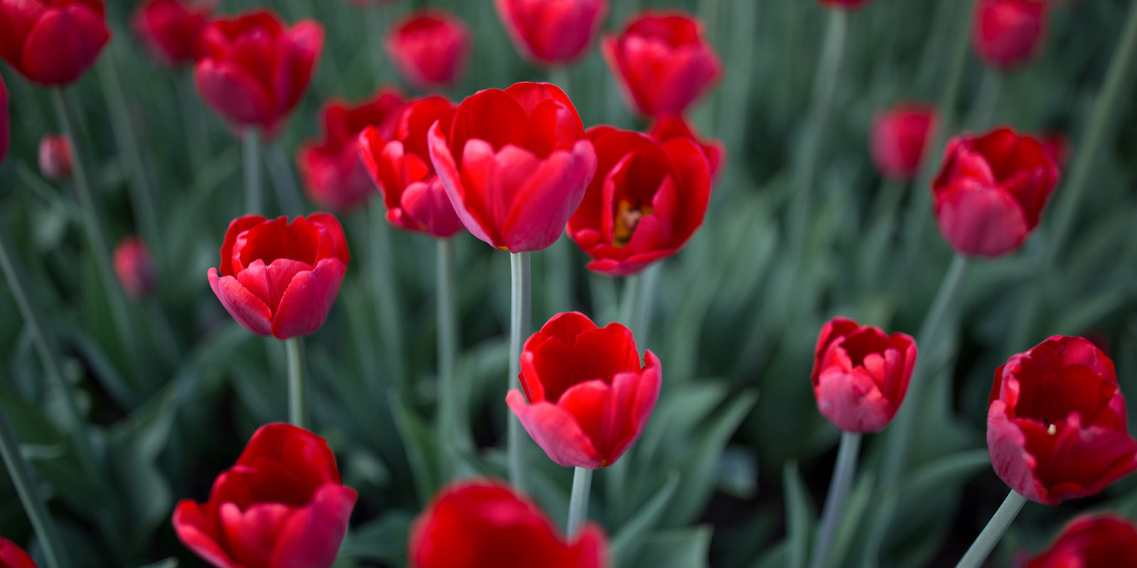 День тюльпанов в усадьбе Воронцово – события на сайте «Московские Сезоны»