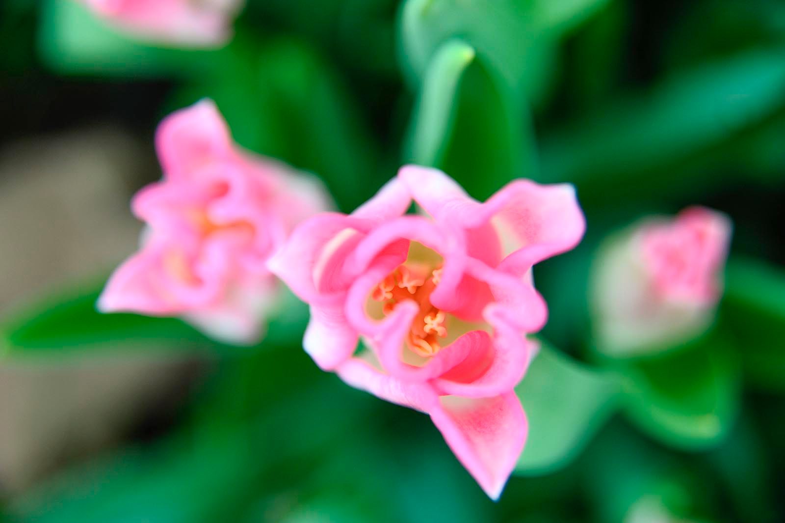 «Любимые песни для любимых» в парке «Кузьминки-Люблино» – события на сайте «Московские Сезоны»