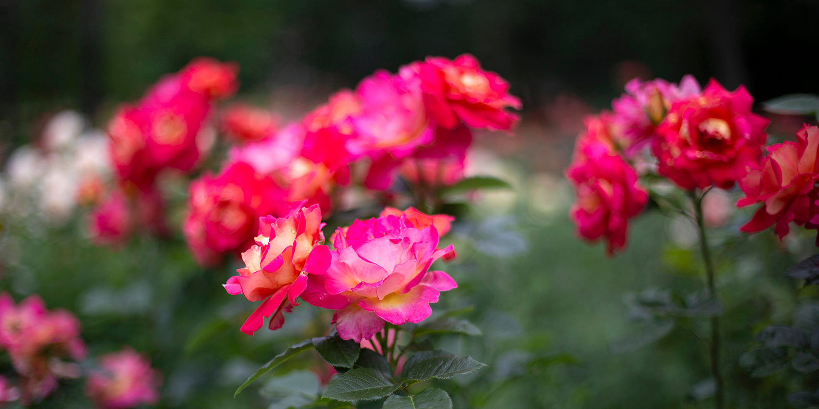 «Любовь растений» в парке «Зарядье» – события на сайте «Московские Сезоны»
