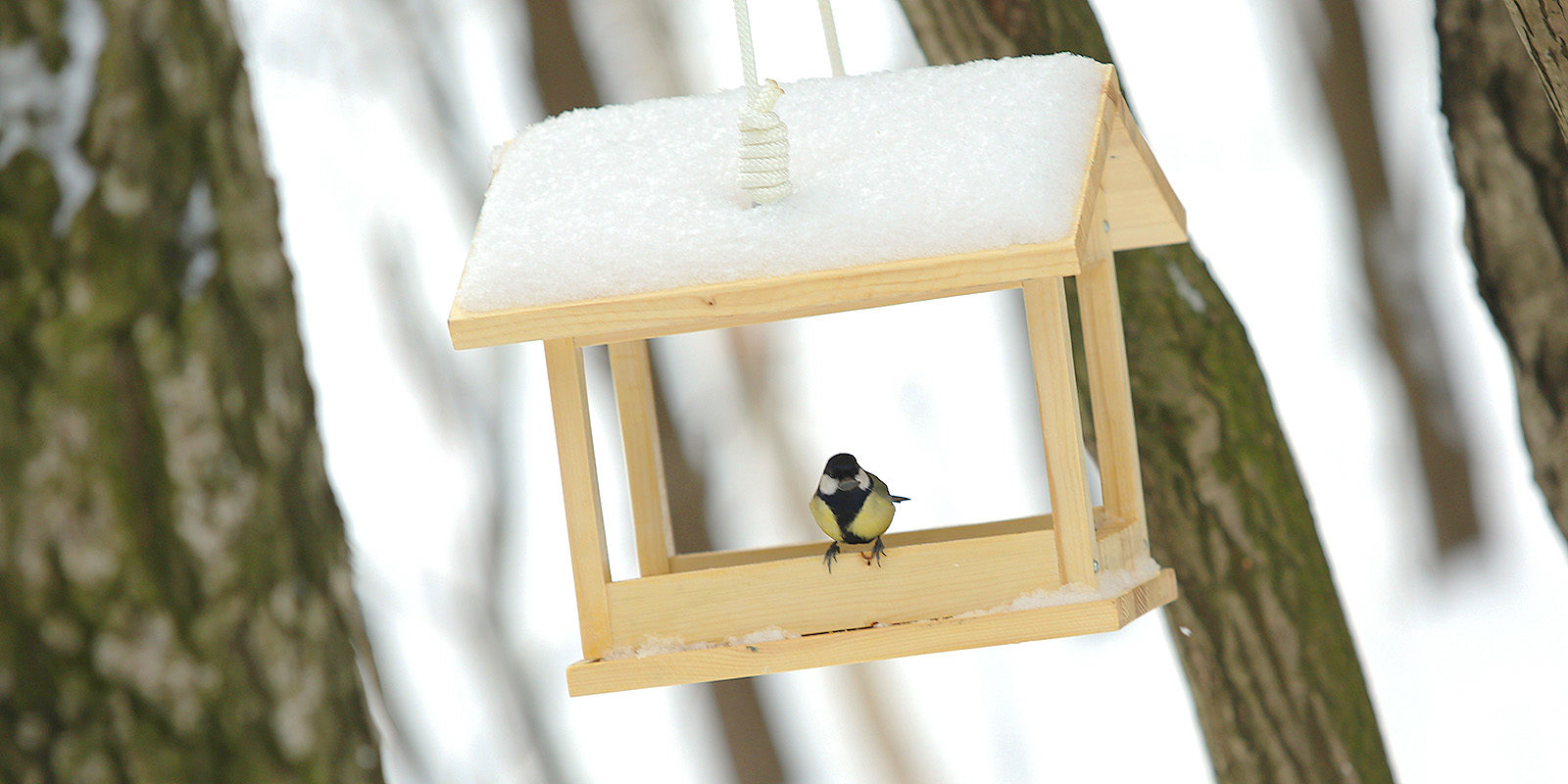 Масленица в Бабушкинском парке – события на сайте «Московские Сезоны»
