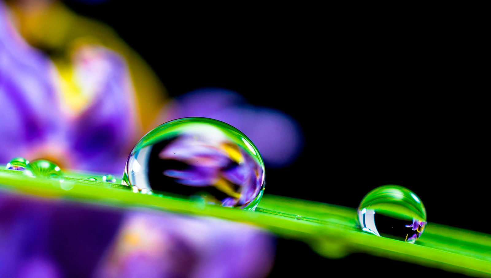 Занятие «Зоопарк в капле воды» в Биологическом музее – события на сайте «Московские Сезоны»