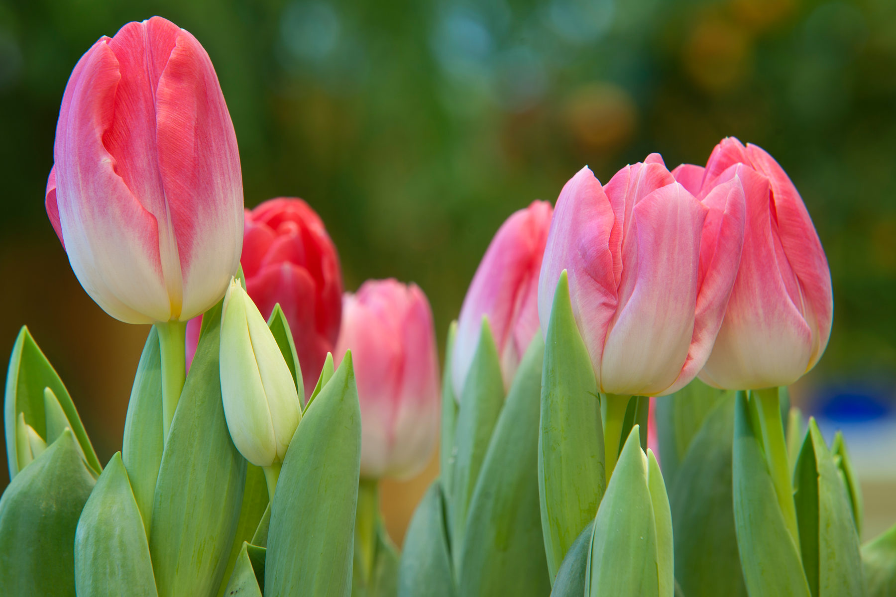 Праздничный концерт в ДК «Московский» – события на сайте «Московские Сезоны»