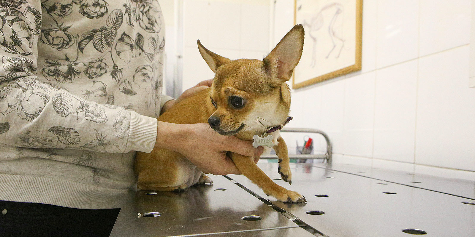 Вакцинация домашних животных против бешенства в деревне Зименки – события на сайте «Московские Сезоны»