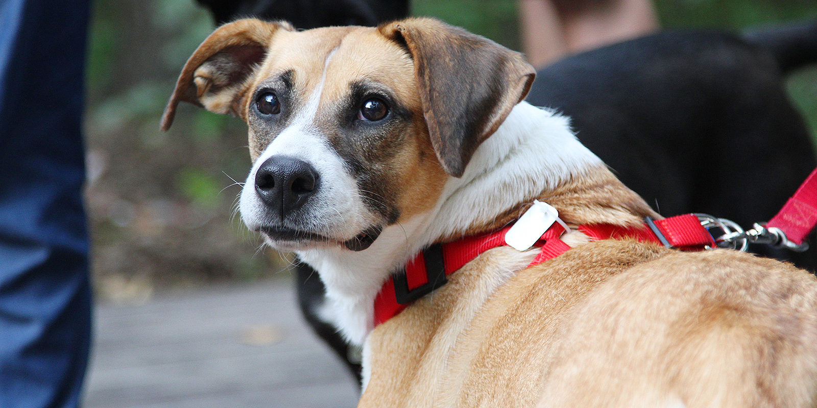 Лекция для владельцев животных в Южнопортовом – события на сайте «Московские Сезоны»