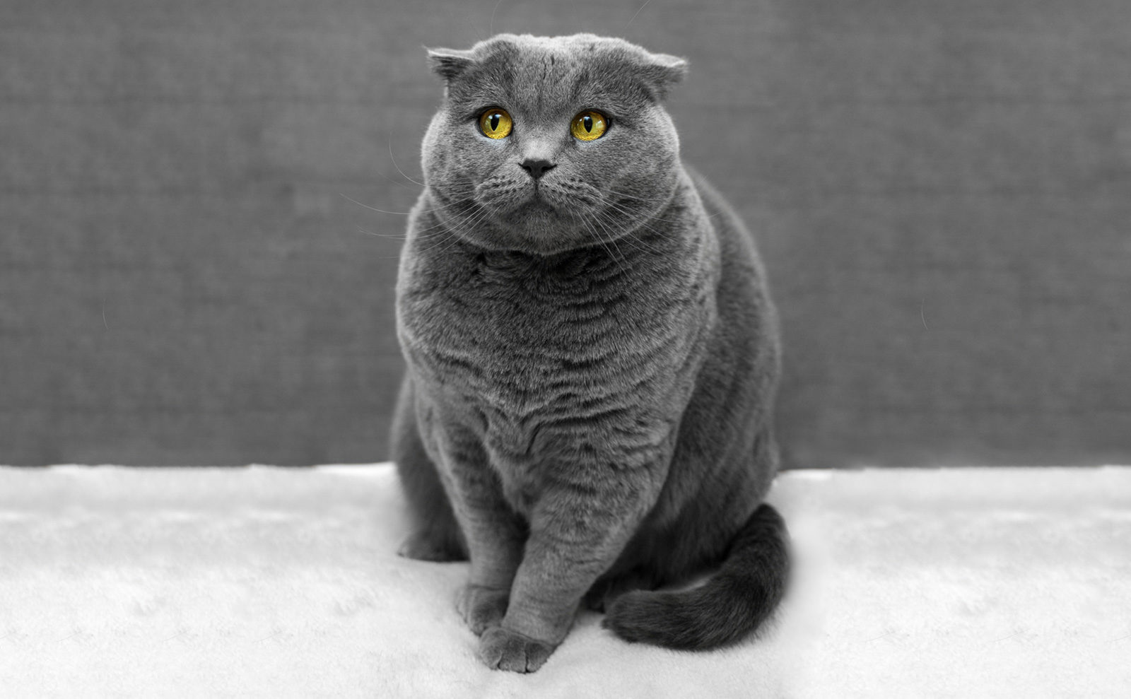 Вакцинация домашних животных против бешенства в Покровском-Стрешневе – события на сайте «Московские Сезоны»