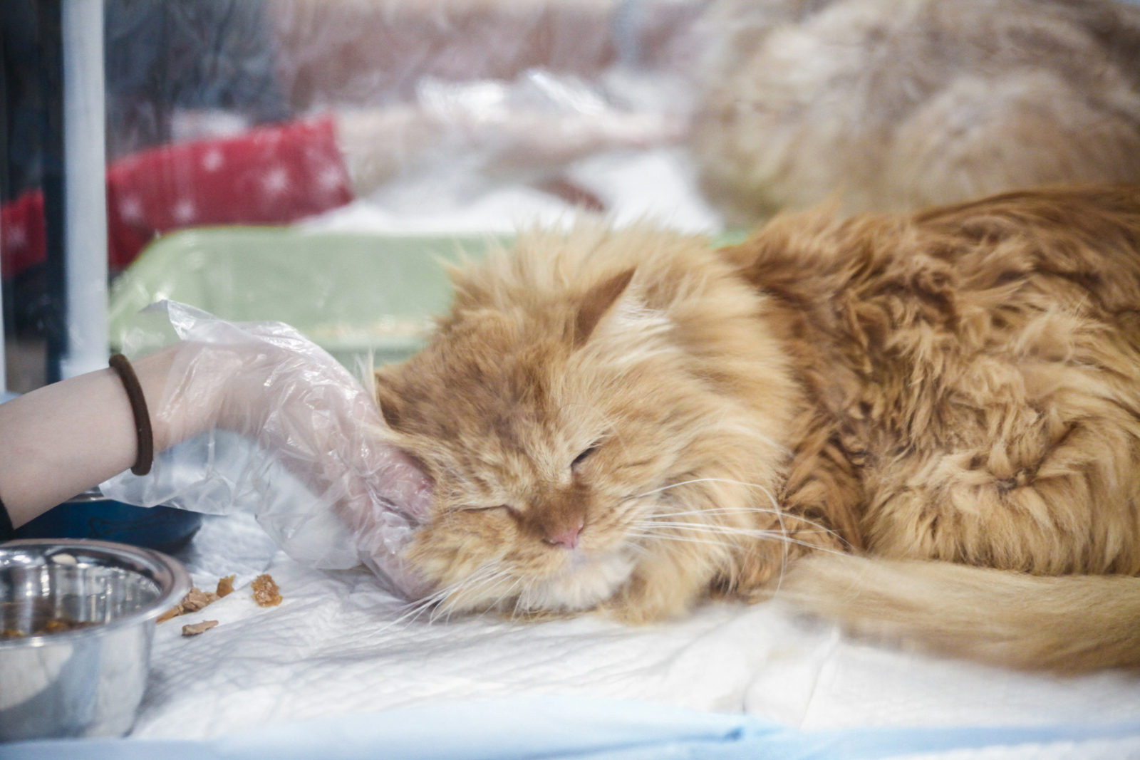 Вакцинация домашних животных против бешенства в деревне Белоусово – события на сайте «Московские Сезоны»